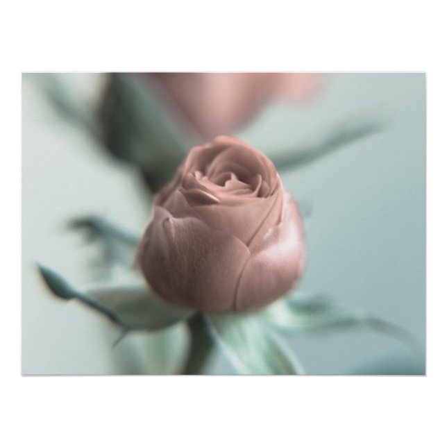 Eine rosa Rose für deinen Liebsten... Poster (Vorderseite)