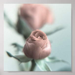 Eine rosa Rose für deinen Liebsten... Poster