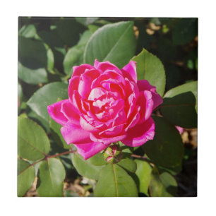 Eine rosa Rosenfliese Fliese