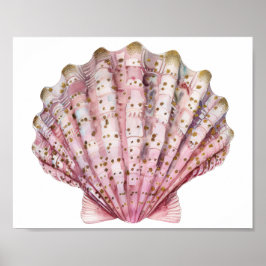 Eine rosa wirbellose Meeresmuschel  Poster