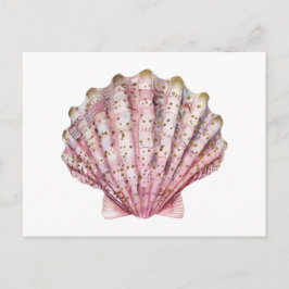 Eine rosa wirbellose Meeresmuschel  Postkarte
