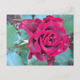 Eine Rose auf der Postkarte von Kenia