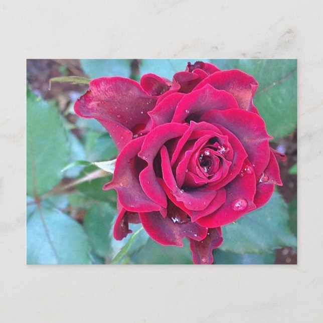 Eine Rose auf der Postkarte von Kenia (Vorderseite)