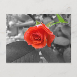 Eine Rose der Hoffnung Postkarte