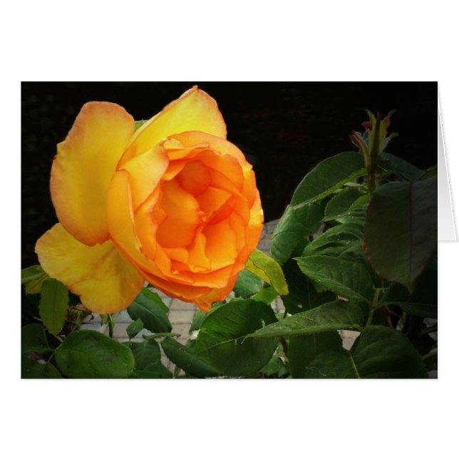 Eine Rose für meinen Bruder (Vorderseite (Horizontal))