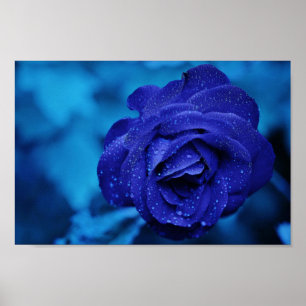 Eine Rose in blauer Haze Poster