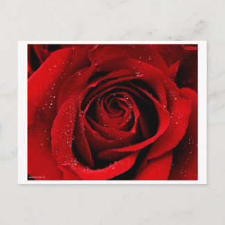 Eine Rose in der Bloom Postcard Postkarte