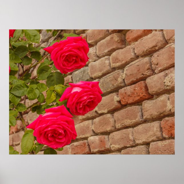 eine Rose klettert auf ein Backsteinwandposter Poster (Vorne)