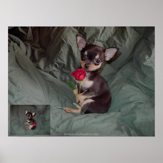 Eine Rose mit einer rote Rose Poster (Vorne)