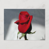 Eine Rose