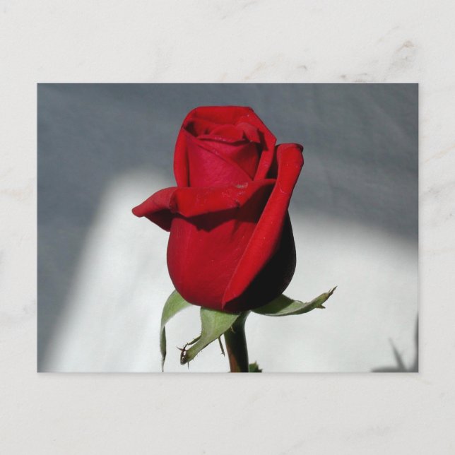 Eine Rose Postkarte (Vorderseite)