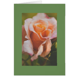 Eine Rose unter dem Regen