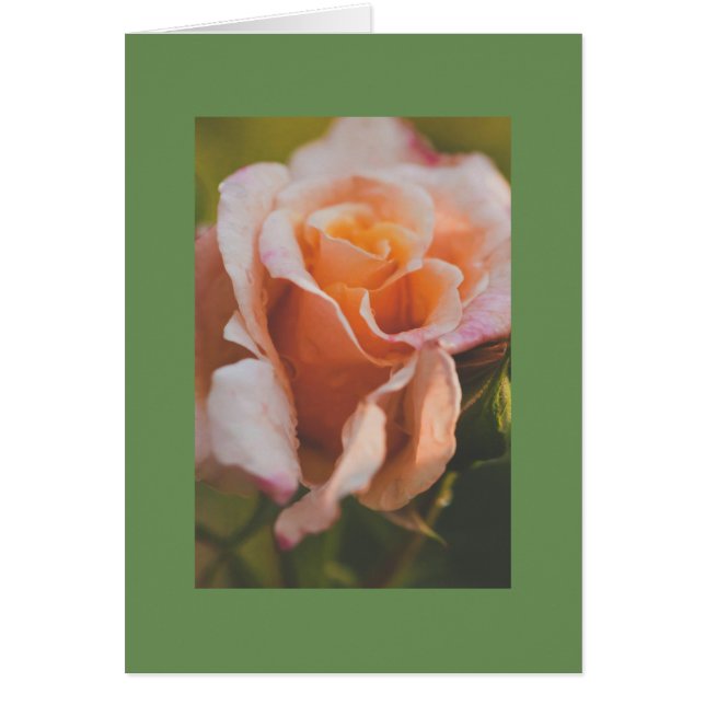 Eine Rose unter dem Regen (Vorne)