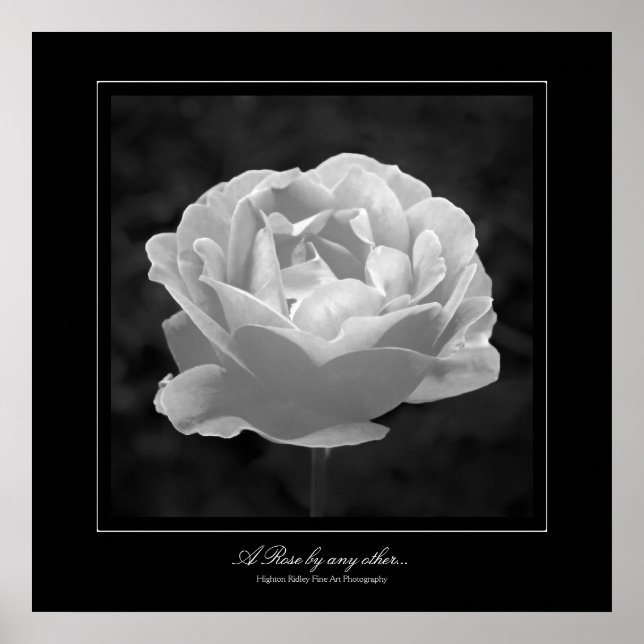 Eine Rose von jedem anderen... im Stil einer Kunst Poster (Vorne)