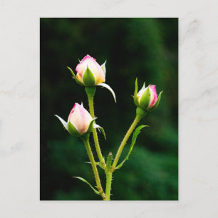 Eine Rosenbude-Blume Postkarte