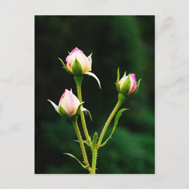 Eine Rosenbude-Blume Postkarte (Vorderseite)