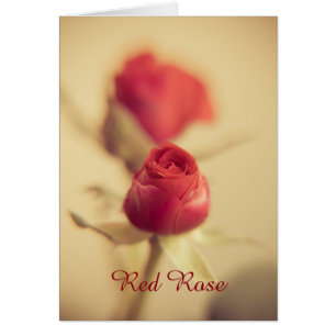 Eine rote Rose für Ihren Schatz...