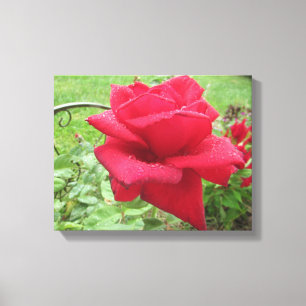 Eine rote Rose im Regen Wandbehang Leinwanddruck