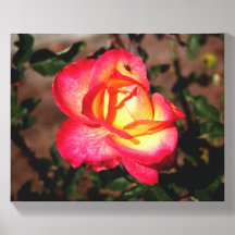 Eine rote Rose mit einem Marienkäfer darauf.