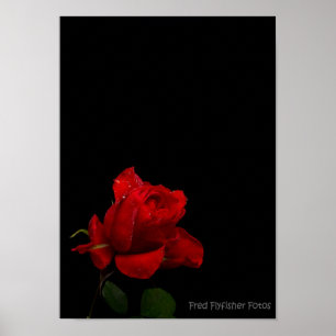 Eine Rote Rose Poster