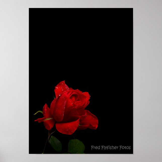 Eine Rote Rose Poster (Vorne)