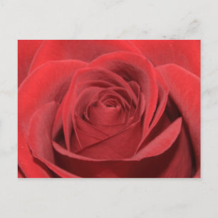 Eine rote Rose Postkarte