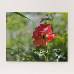 Eine rote Rose Puzzle