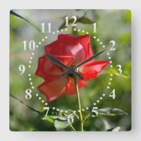 Eine rote Rose