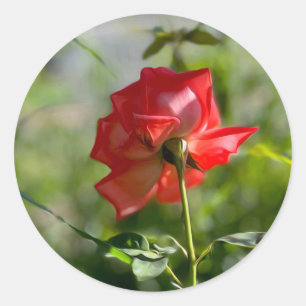 Eine rote Rose Runder Aufkleber