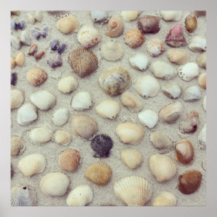 Eine Sammlung Seashells Poster