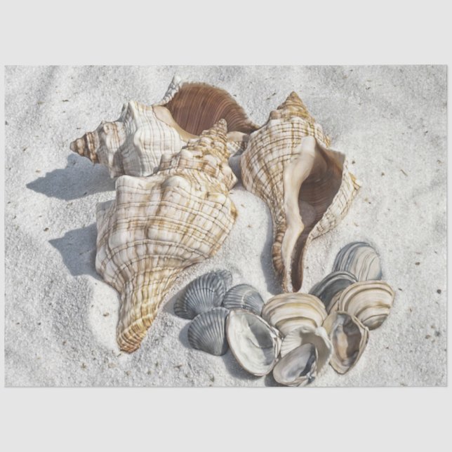 Eine Sammlung von Muscheln im Sand Seidenpapier (Vorderseite)