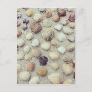 Eine Sammlung von Muscheln Postkarte