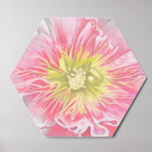 Eine sanfte rosa und crèmefarbene Stockrose_0165