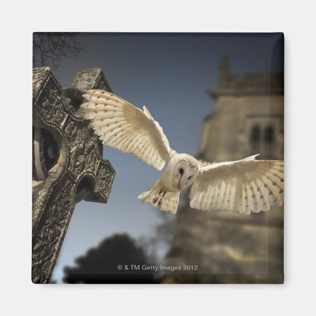 Eine Scheunenschale (Tyto alba) auf einem Friedhof Magnet (Vorne)
