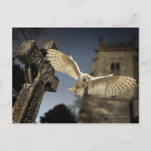 Eine Scheunenschale (Tyto alba) auf einem Friedhof Postkarte