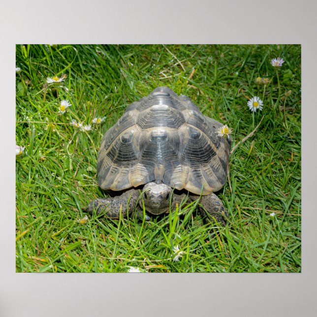 Eine Schildkröte im Gras Poster (Vorne)