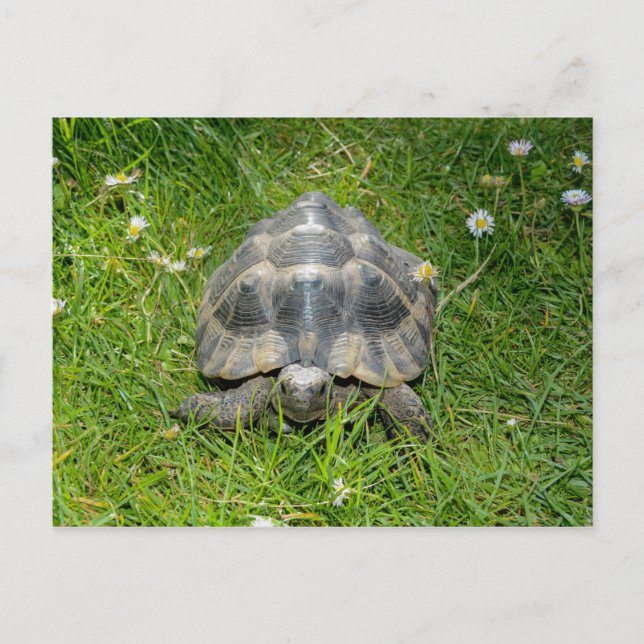 Eine Schildkröte im Grünen Postkarte (Vorderseite)