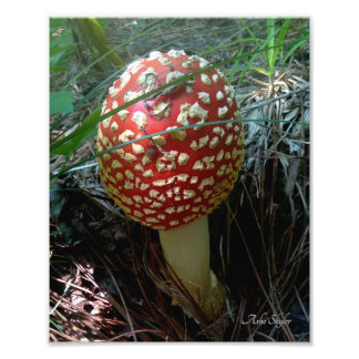 Eine Schnecke, die einen Roten Amanita-Muskariamus Fotodruck