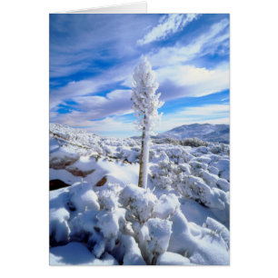 Eine schneebedeckte Yucca