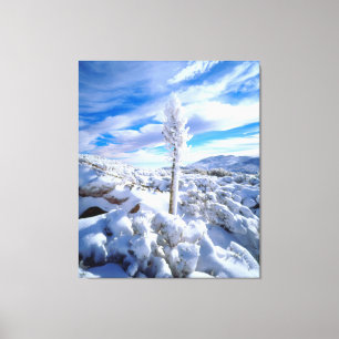 Eine schneebedeckte Yucca Leinwanddruck