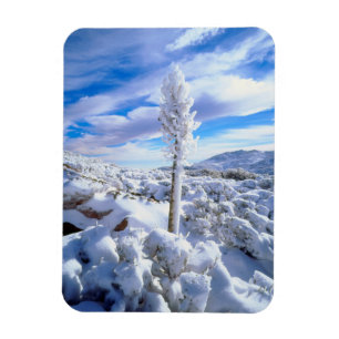 Eine schneebedeckte Yucca Magnet