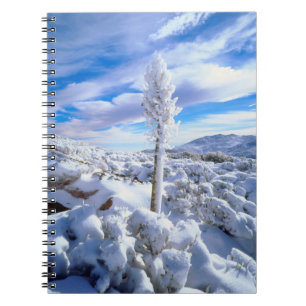 Eine schneebedeckte Yucca Notizblock