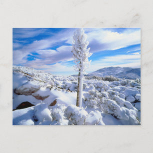 Eine schneebedeckte Yucca Postkarte