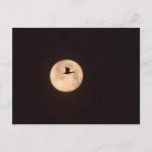 Eine Schneegans vor Vollmond   New Mexico Postkarte