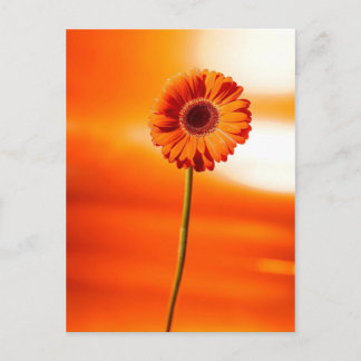 Eine schöne Blume im Sommer Postkarte