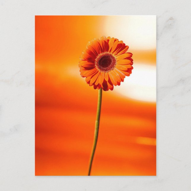 Eine schöne Blume im Sommer Postkarte (Vorderseite)