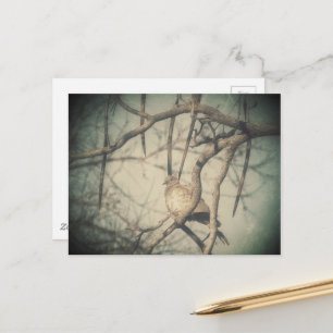 Eine schöne Dove Vintage Look Fotografie Postkarte