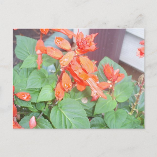Eine schöne orangefarbene Salvia-Blüte Postkarte (Vorderseite)