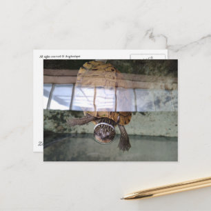 Eine schöne Schildkröte Postkarte