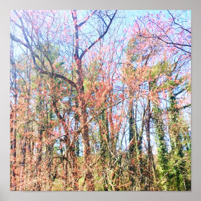 Eine schöne Waldszene im Frühling Poster (Vorne)